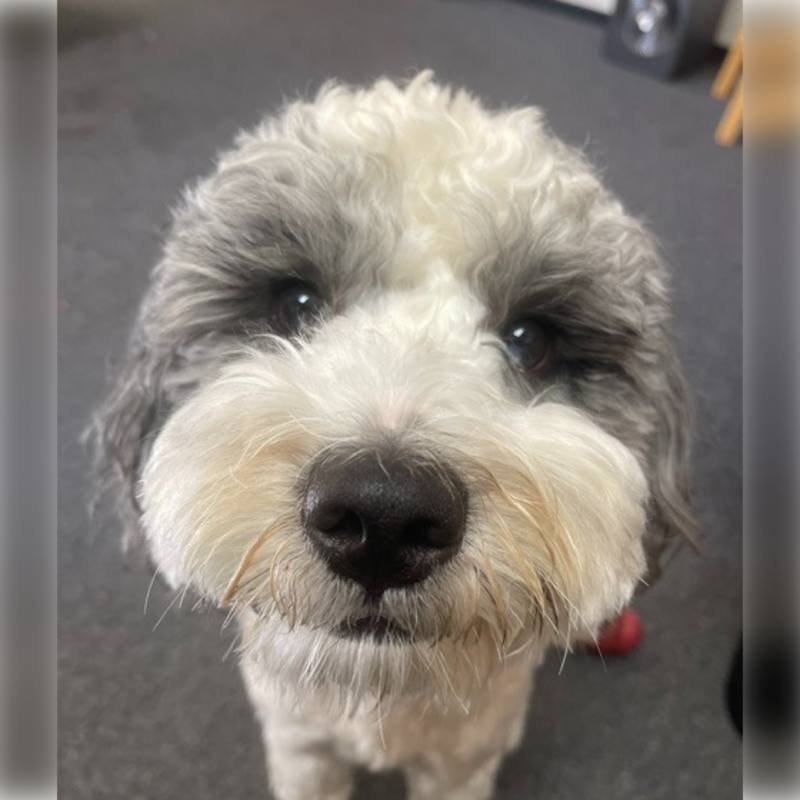 Cooper, the California Overhead Door shop dog